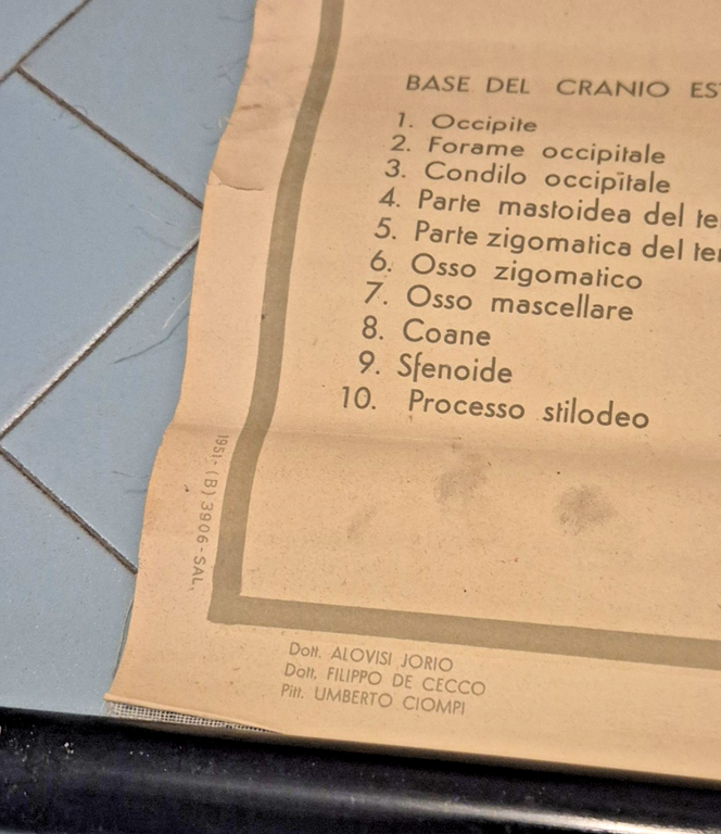 LO SCHELETRO UMANO POSTER DIDATTICO Vintage 1951 Tavola Paravia Studio …