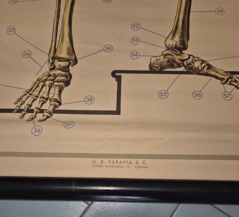 LO SCHELETRO UMANO POSTER DIDATTICO Vintage 1951 Tavola Paravia Studio …