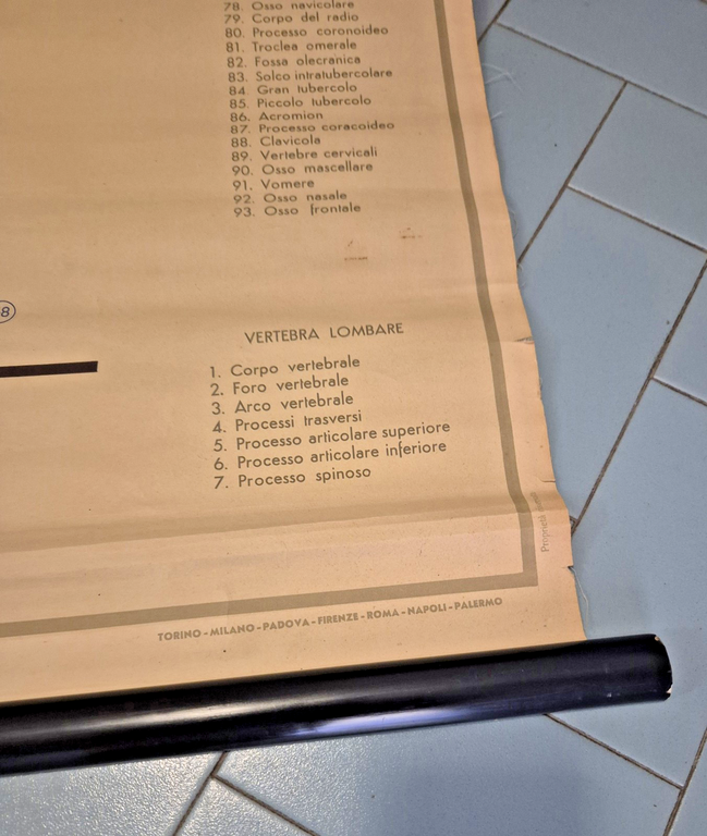 LO SCHELETRO UMANO POSTER DIDATTICO Vintage 1951 Tavola Paravia Studio …