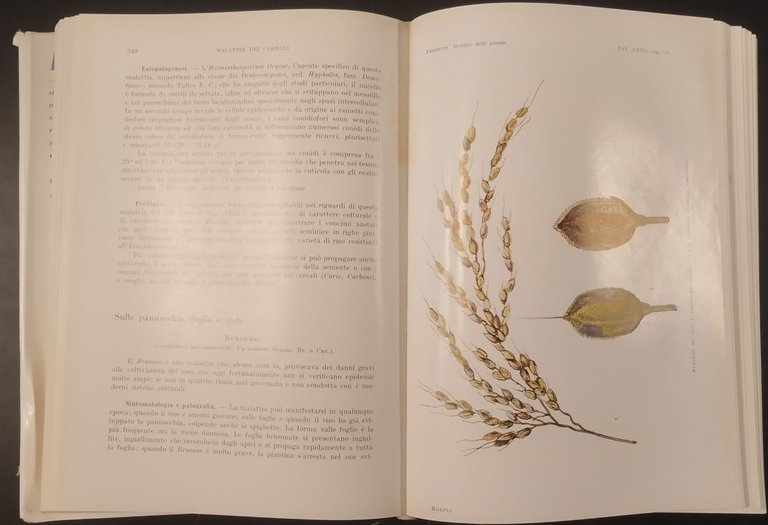 MALATTIE DELLE PIANTE di Lauro Pasinetti 1953 Hoepli Libro patologia …