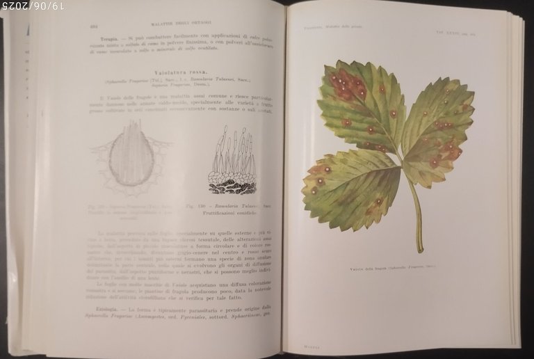 MALATTIE DELLE PIANTE di Lauro Pasinetti 1953 Hoepli Libro patologia …