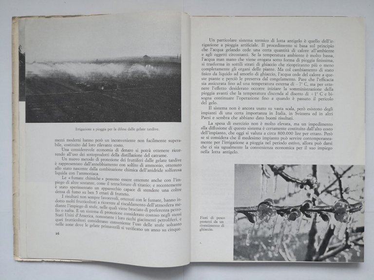 MANUALE PRATICO DI FRUTTICOLTURA Raffaele Carlone 1964 Istituto San Paolo …