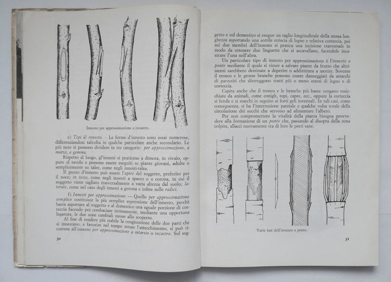 MANUALE PRATICO DI FRUTTICOLTURA Raffaele Carlone 1964 Istituto San Paolo …
