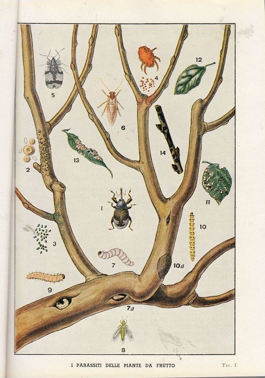MANUALE PRATICO DI LOTTA ANTIPARASSITARIA 1957 SIAPA libro agricoltura illustrat