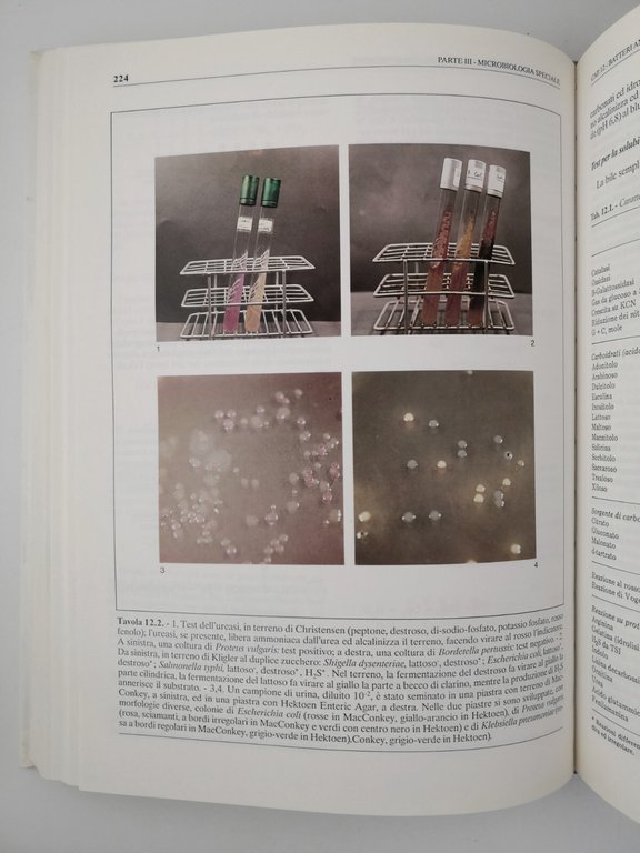 MICROBIOLOGIA MEDICA di Bendinelli Chezzi Fumarola Pitzurra 1992 Monduzzi Libro