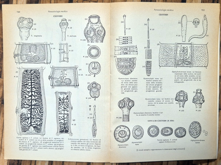 MICROBIOLOGIA MEDICA di Jawetz Melnick Adelberg 1977 Piccin Libro manuale | Immagine Gallery 4