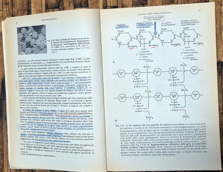 MICROBIOLOGIA MEDICA di Jawetz Melnick Adelberg 1977 Piccin Libro manuale | Immagine Gallery 8