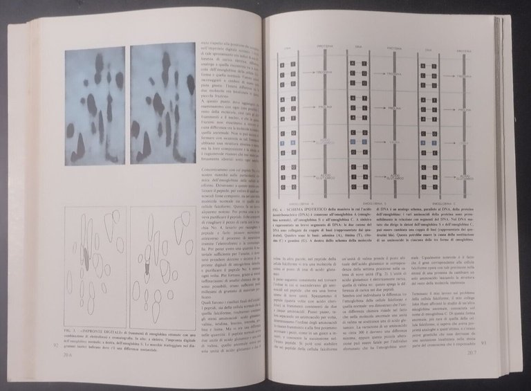 MOLECOLE E VITA 1968 Zanichelli Libro articoli pubblicati da scientifi …