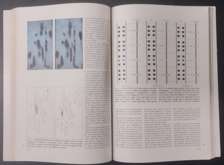 MOLECOLE E VITA 1968 Zanichelli Libro articoli pubblicati da scientifi …