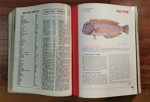 MONDO SOMMERSO annata completa 1965 12 numeri rilegati SUB LIBRO …