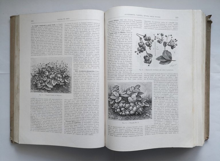 NATURA ED ARTE 1905 1906 annata completa Francesco Vallardi Libro …