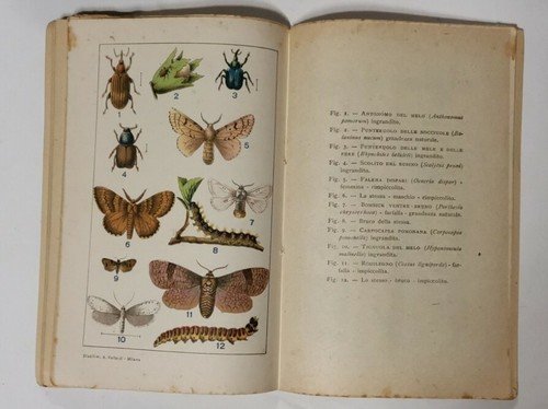 NOZIONI DI FRUTTICOLTURA Giovanni Dalmasso 1921 Vallardi Editore libro manuale