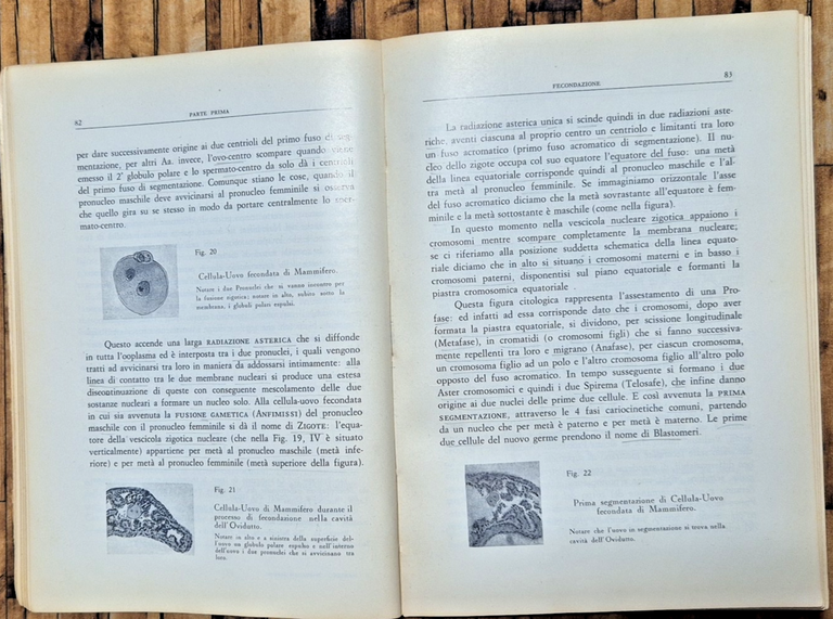 NOZIONI EMBRIOLOGIA GENERALE di Luigi Martino 1970 Cacucci per Medici … | Immagine Gallery 4
