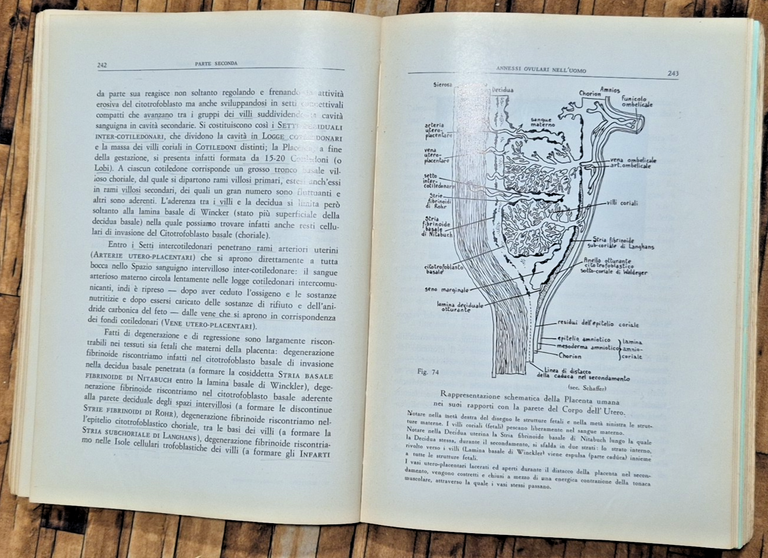 NOZIONI EMBRIOLOGIA GENERALE di Luigi Martino 1970 Cacucci per Medici … | Immagine Gallery 5