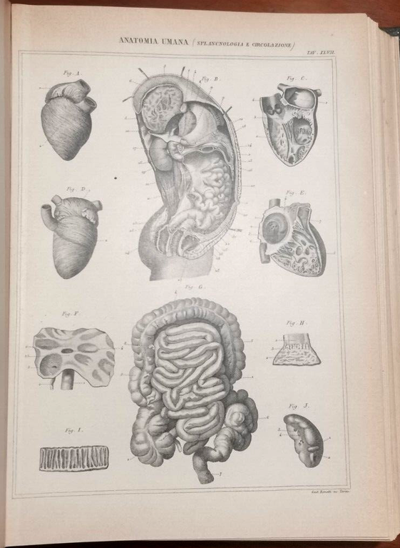 NUOVA ENCICLOPEDIA ITALIANA di Gerolamo Boccardo 1875 COMPLETA 31 volumi …