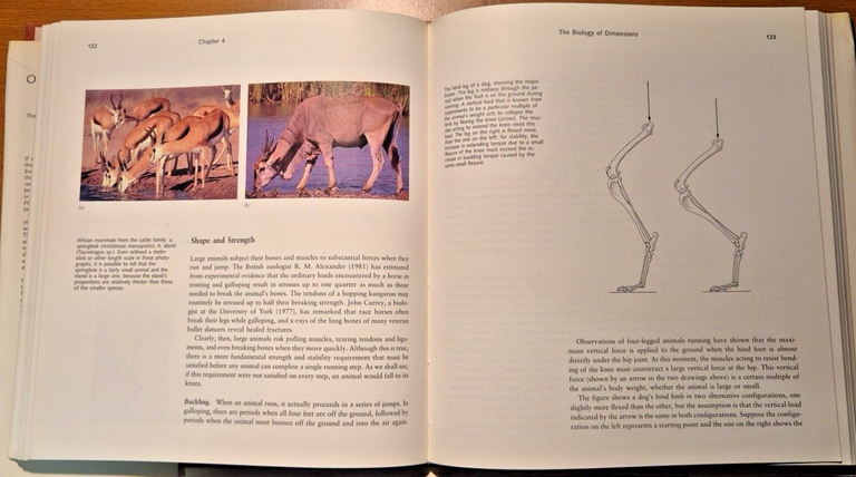 ON SIZE AND LIFE di Thomas A. McMahon and John …