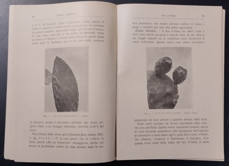 PIANTE ARBUSTIVE Trattato delle coltivazioni di Giuseppe Cusumano 1910 Libro