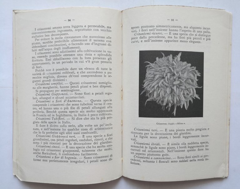 PIANTE DA GIARDINO cortile finestra appartamen di Rosa Adler 1952 …