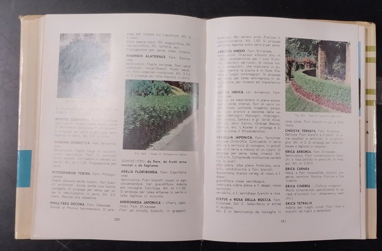 PICCOLA ENCICLOPEDIA DI ORTO FLORO FRUTTICOLTURA Turchi 1965 Sgaravatti Libro