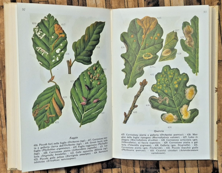 PICCOLI ANIMALI DEI BOSCHI di G. Mandahl Barth 1969 Editrice … | Immagine Gallery 3