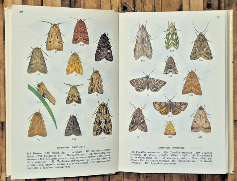 PICCOLI ANIMALI DEI CAMPI E DEI PRATI di Leif Lyneborg … | Immagine Gallery 4