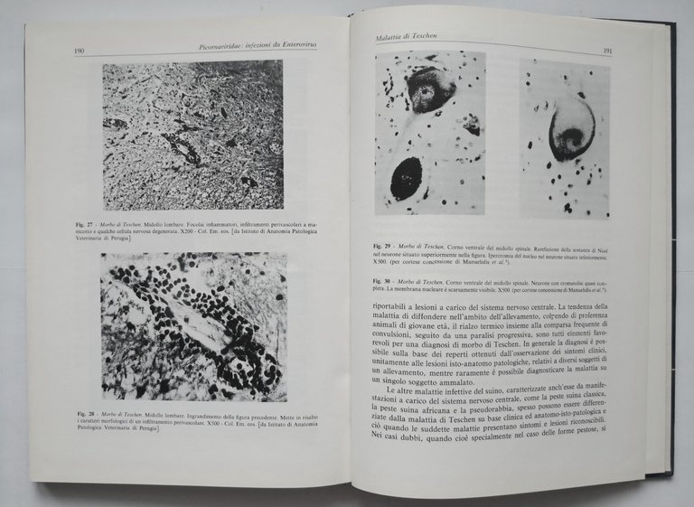 PICORNAVIRIDAE di Castrucci INFEZIONI DA VIRUS DEGLI ANIMALI DOMESTICI 1978 …