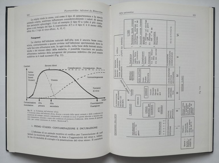 PICORNAVIRIDAE di Castrucci INFEZIONI DA VIRUS DEGLI ANIMALI DOMESTICI 1978 …