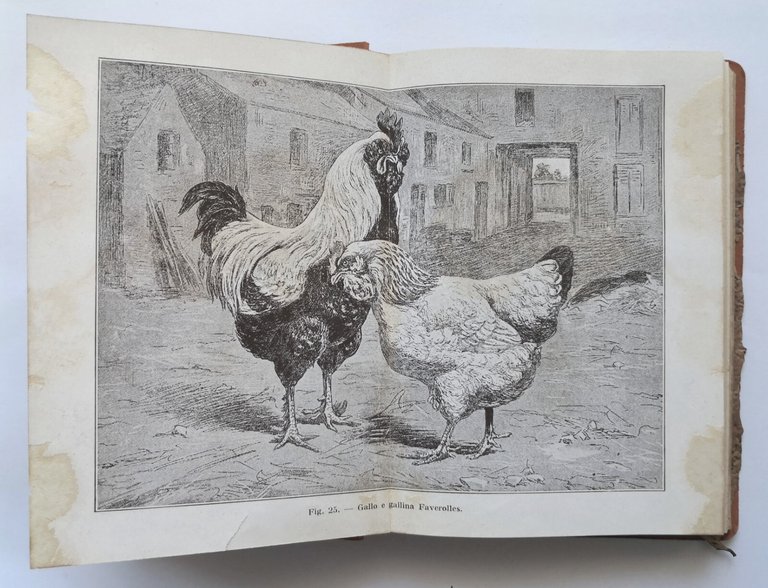 POLLICOLTURA di Trevisani 1924 Ulrico Hoepli libro manuale allevamento anatra