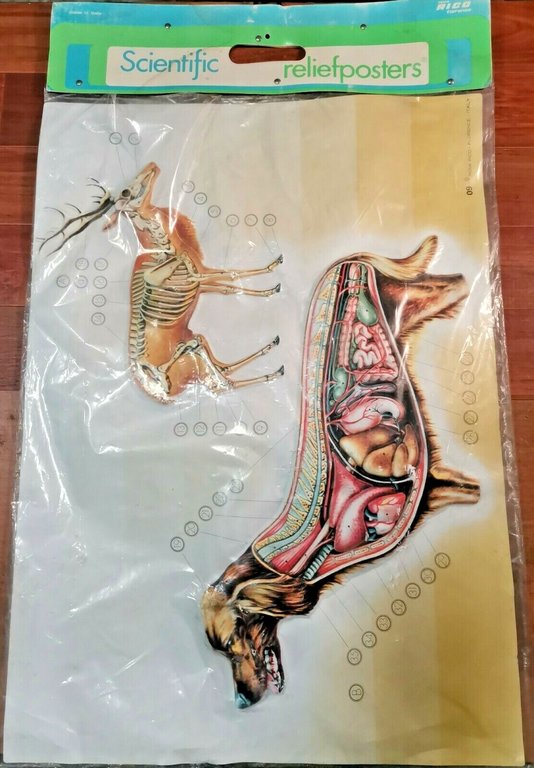 POSTER A RILIEVO Scientific Relief Poster Vintage CANE scolastico Nova … | Immagine Gallery 1