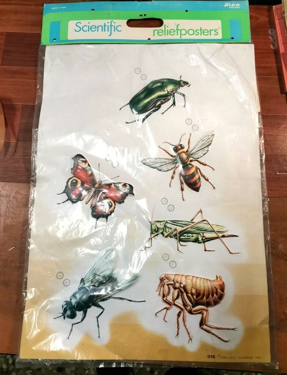 POSTER A RILIEVO Scientific Relief Poster Vintage INSETTI scolastico Nova … | Immagine Gallery 1