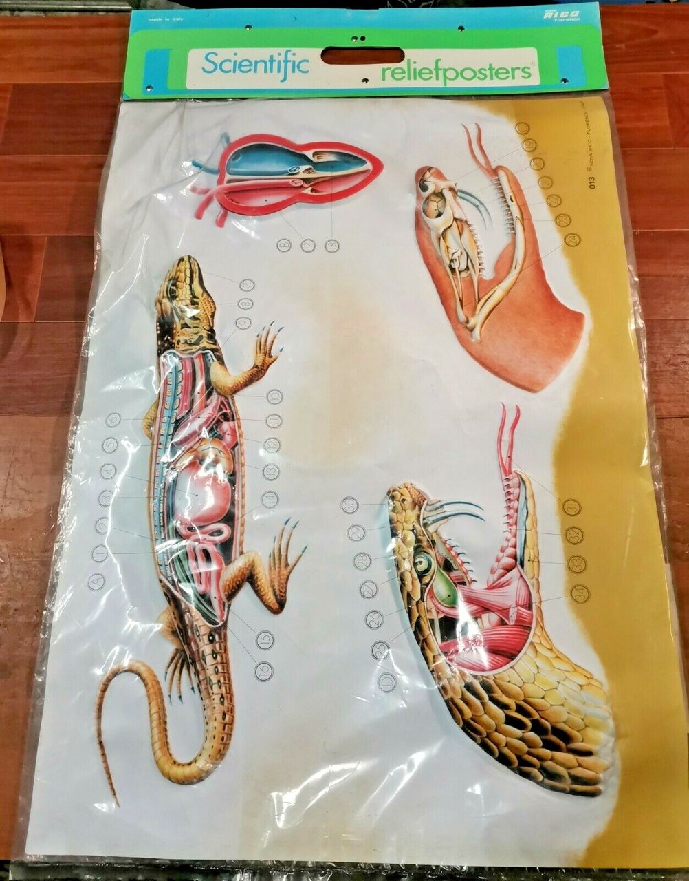 POSTER A RILIEVO Scientific ReliefPoster Vintage RETTILI scolastico Nova Rico