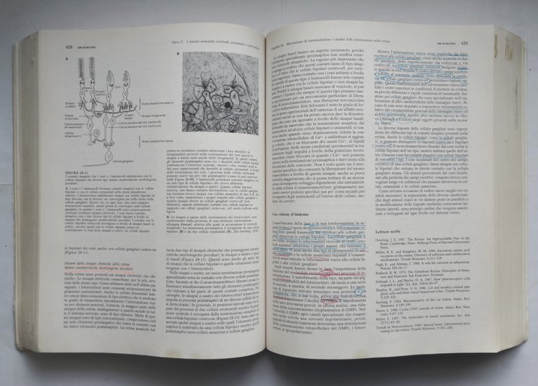 PRINCIPI DI NEUROSCIENZE Kandel Schwartz Jessell 1998 Ambrosiana Libro manuale