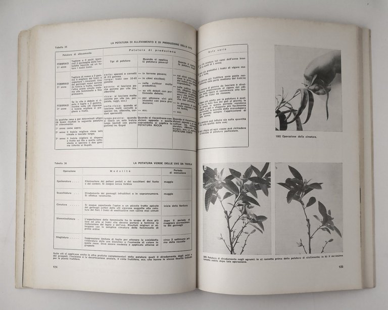 PRONTUARIO DI FRUTTICOLTURA Mario Fregoni e Gianni Gambi 1978 Edagricole …