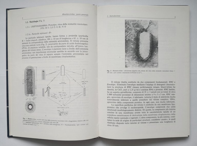 RHABDOVIRIDAE di Castrucci INFEZIONI DA VIRUS DEGLI ANIMALI DOMESTICI 1978 …