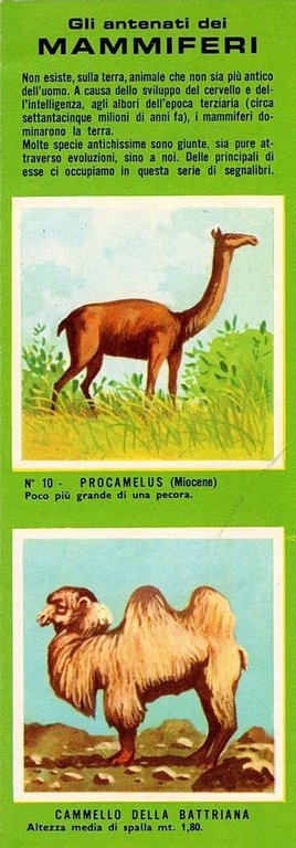 SEGNALIBRO GLI ANTENATI DEI MAMMIFERI ente nazionale protezione animali vintage