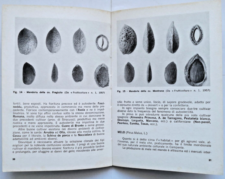 SPECIE E CULTIVAR NELLA FRUTTICOLTURA MERIDIONALE di Vincenzo Forte 1975 …