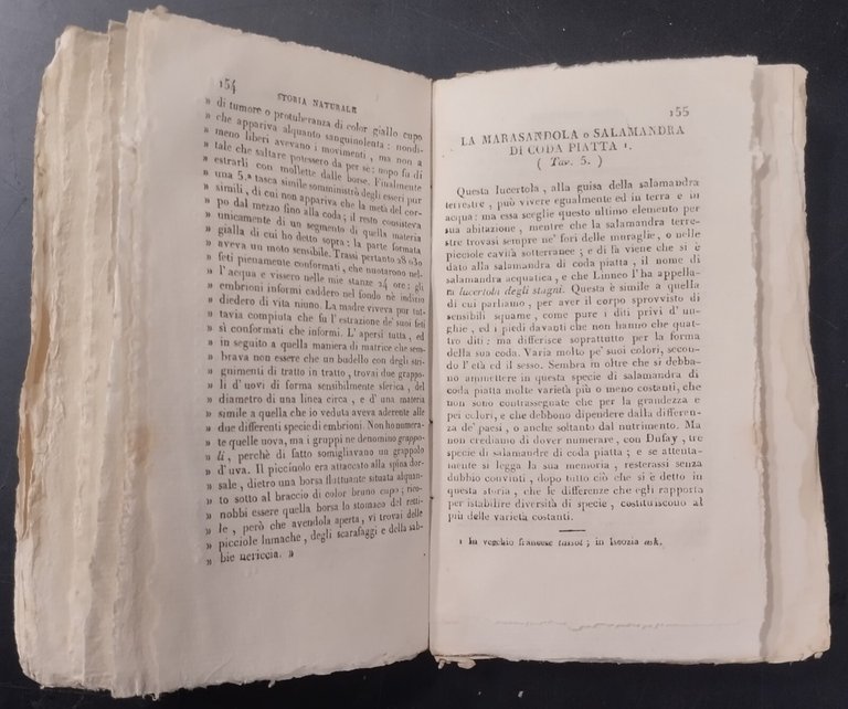 STORIA GENERALE SERPENTI E PESCI parte IV lucertola salamandra Buffon …