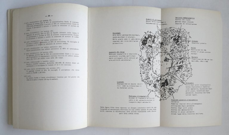 TECNICHE IN BIOCHIMICA di Francesco Cedrangolo 1972 Morano libro