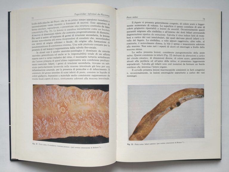 TOGAVIRIDAE di Castrucci INFEZIONI DA VIRUS DEGLI ANIMALI DOMESTICI 1978 …