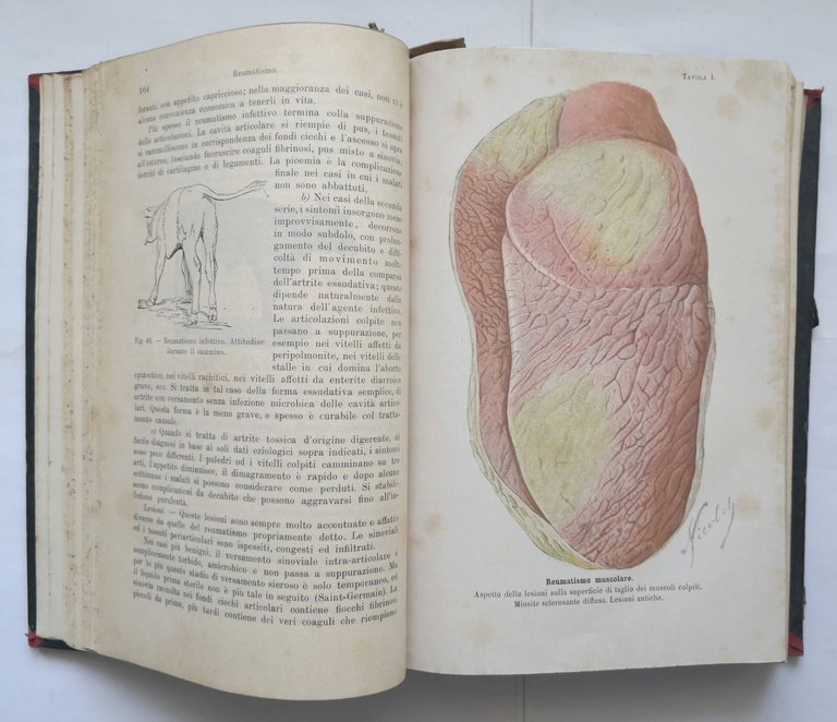 TRATTATO DELLE MALATTIE DEL BESTIAME di Moussu 1908 UTET libro …