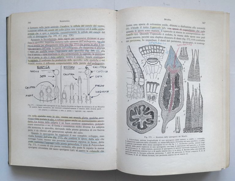 TRATTATO DI BOTANICA Carlo Cappelletti volume 2 sistematica 1976 UTET …