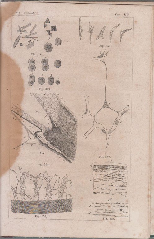 TRATTATO DI ISTOLOGIA UMANA Albert Kolliker 1866 Trani Libro antico … | Immagine Gallery 4