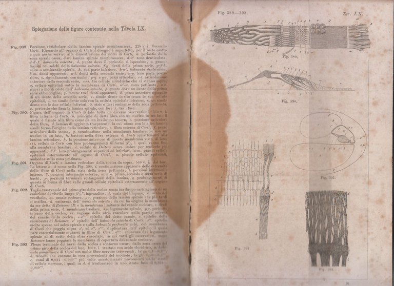 TRATTATO DI ISTOLOGIA UMANA Albert Kolliker 1866 Trani Libro antico … | Immagine Gallery 5