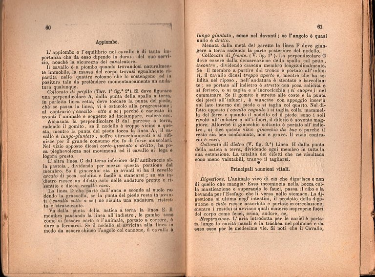 TRATTATO DI VETERINARIA E SUNTO SULL'ARTE EQUESTRE 1898 Bideri Libro …