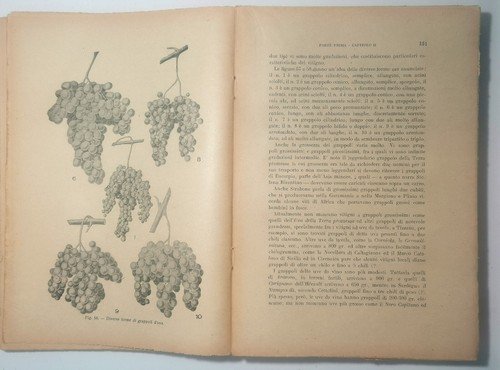 TRATTATO DI VITICOLTURA MODERNA volume I Carpentieri 1947 Ottavi Libro …