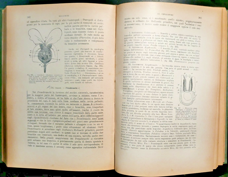 TRATTATO DI ZOOLOGIA di R Hertwig 1928 Vallardi Editore Libro …