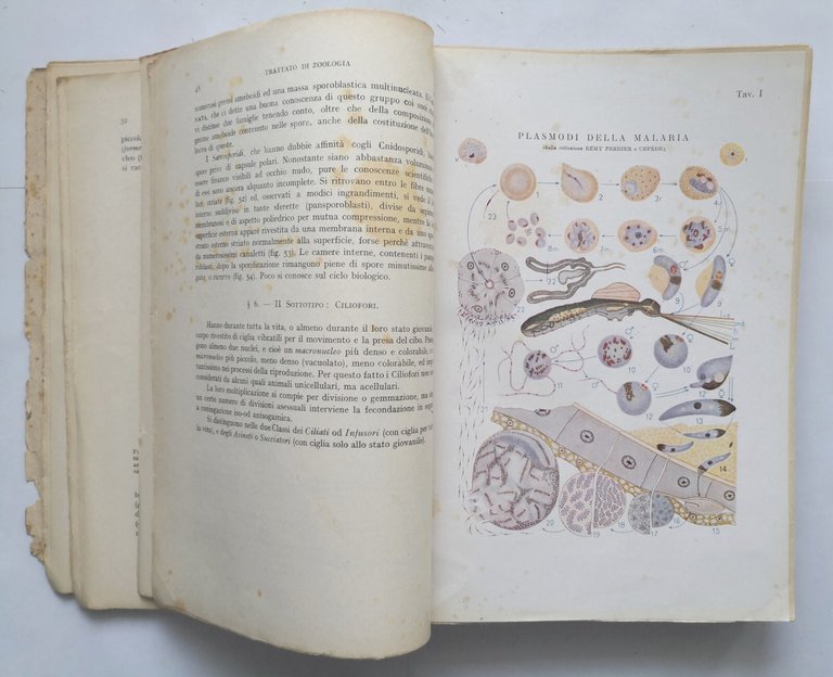 TRATTATO DI ZOOLOGIA volume II di Augusto Stefanelli Libro sistematica …