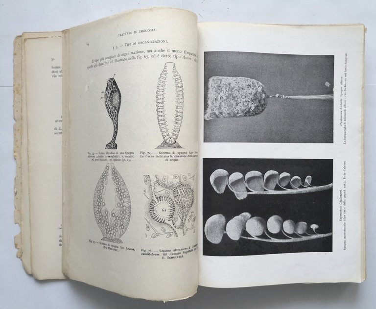TRATTATO DI ZOOLOGIA volume II di Augusto Stefanelli Libro sistematica …