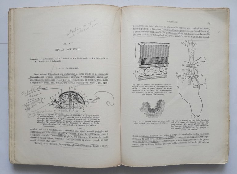 TRATTATO DI ZOOLOGIA volume II di Augusto Stefanelli Libro sistematica …
