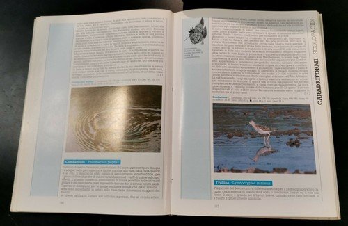 UCCELLI D'ITALIA di Brichetti Cagnalaro Spina 1986 Giunti libro byrd …